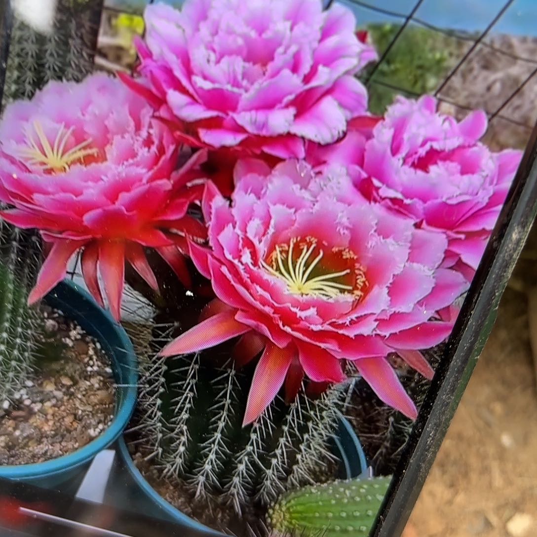 七仙女毛侧牙20包邮仙人球