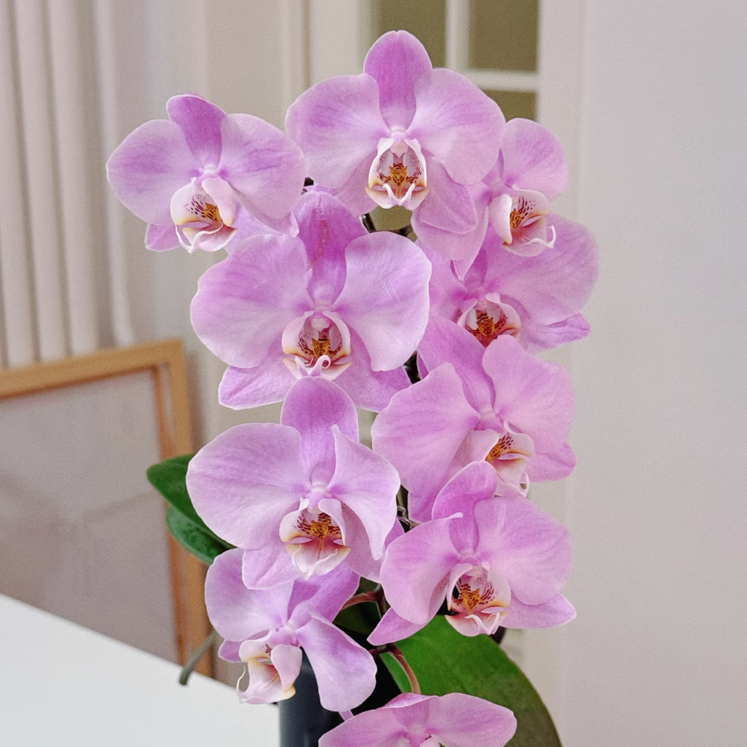 密尔沃基｜4.5寸蝴蝶兰带花带花苞爆花机器