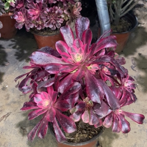 美杜莎多肉植物039