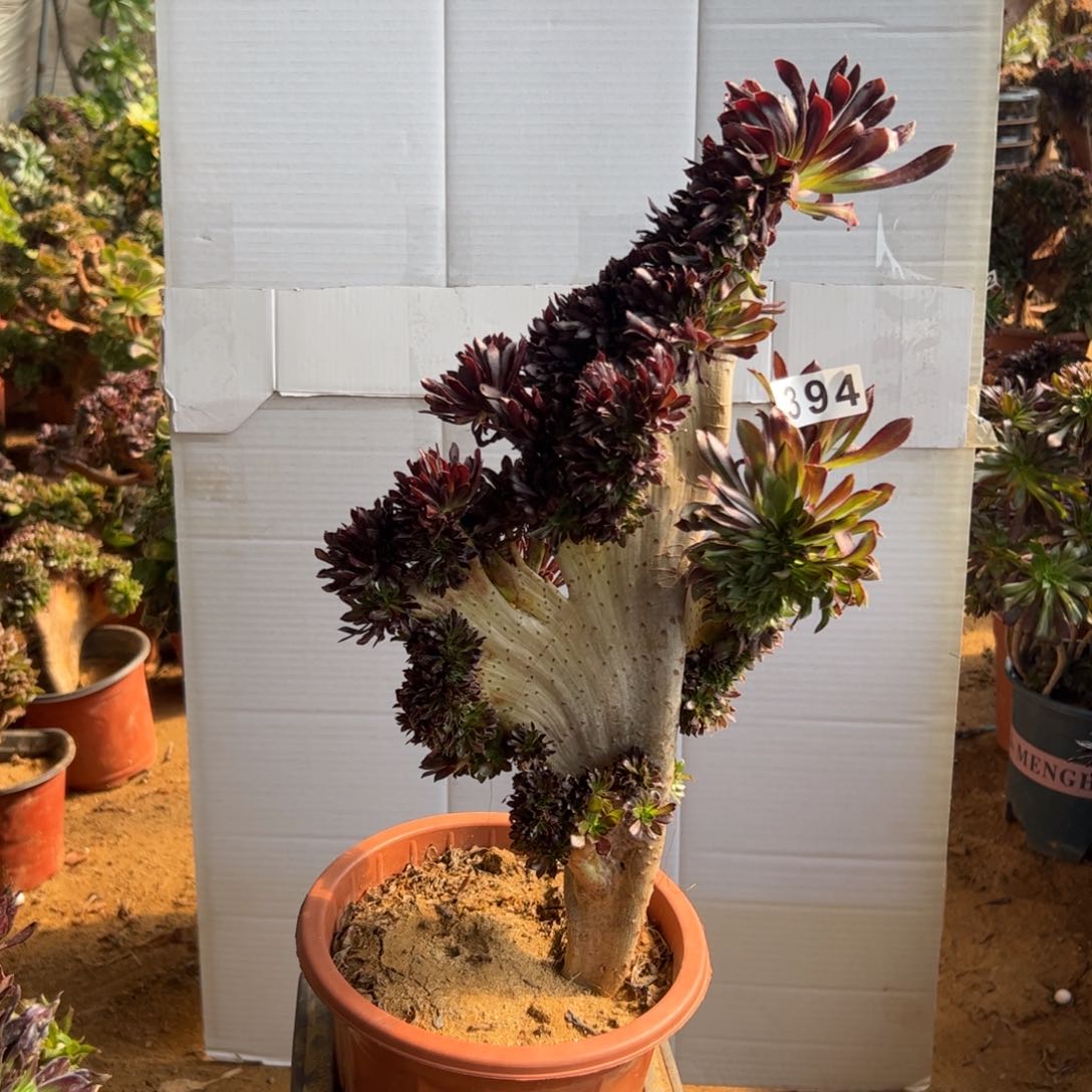 有伤黑缀394高40