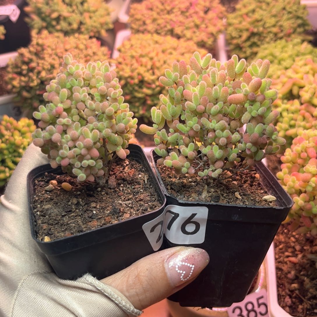 276蜜桔可爱多肉植物