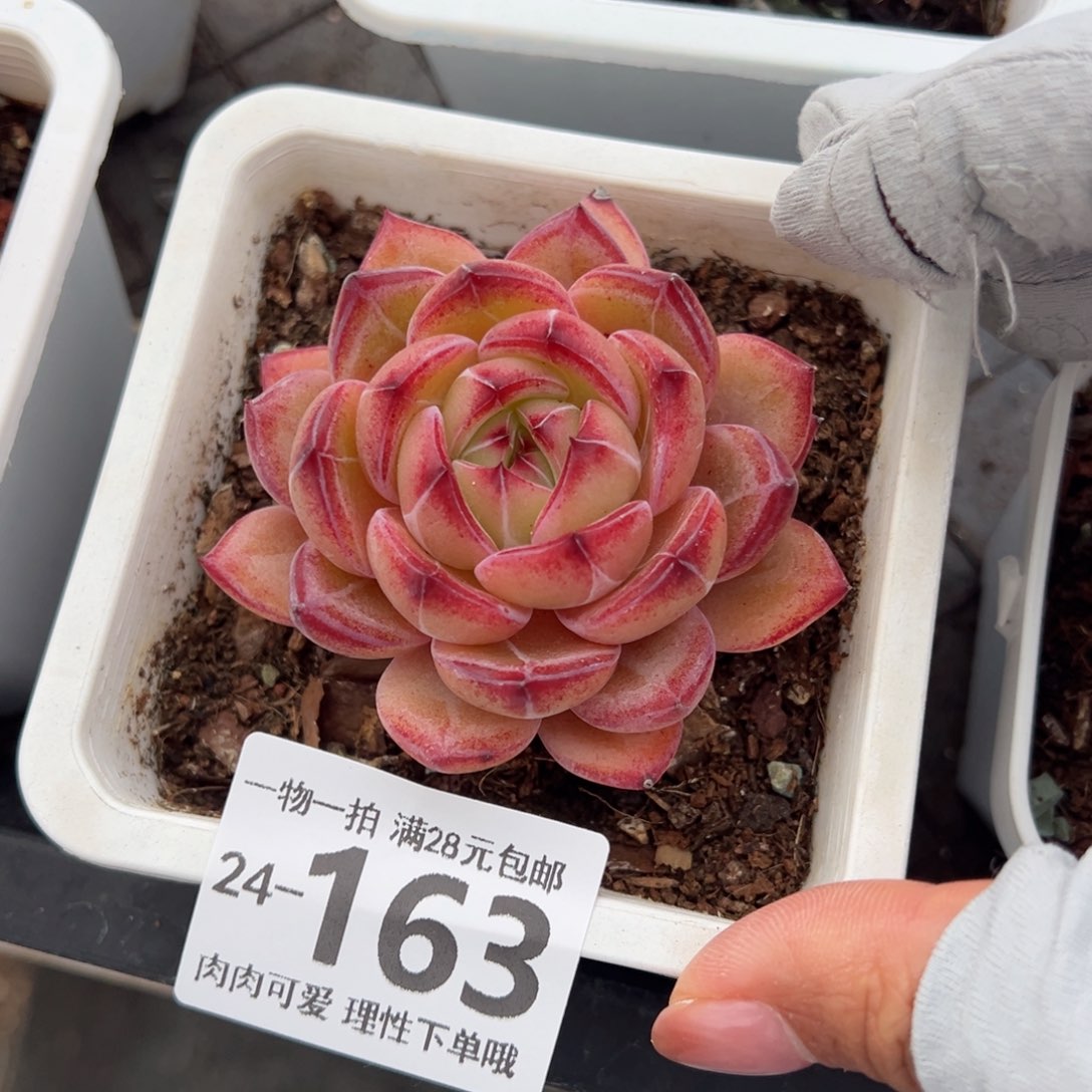 黑武士多肉多肉多肉多肉