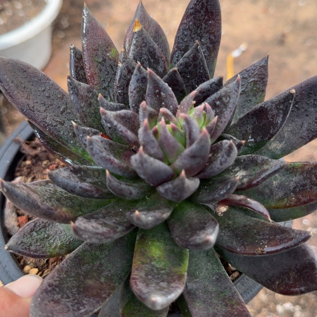 黑骑士一物一拍包装收缩花旱