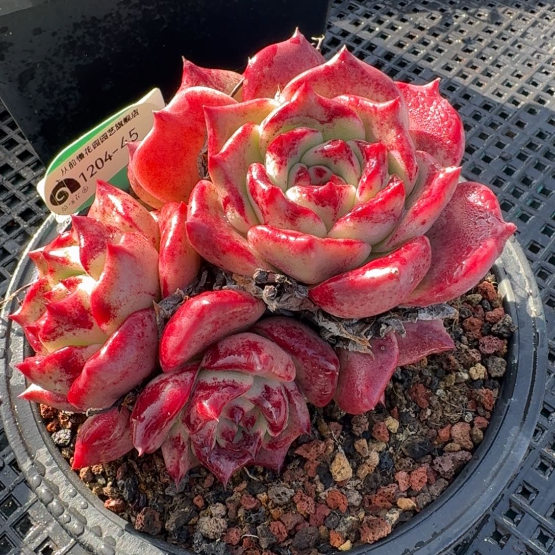 从前慢多肉精选编号1204.45