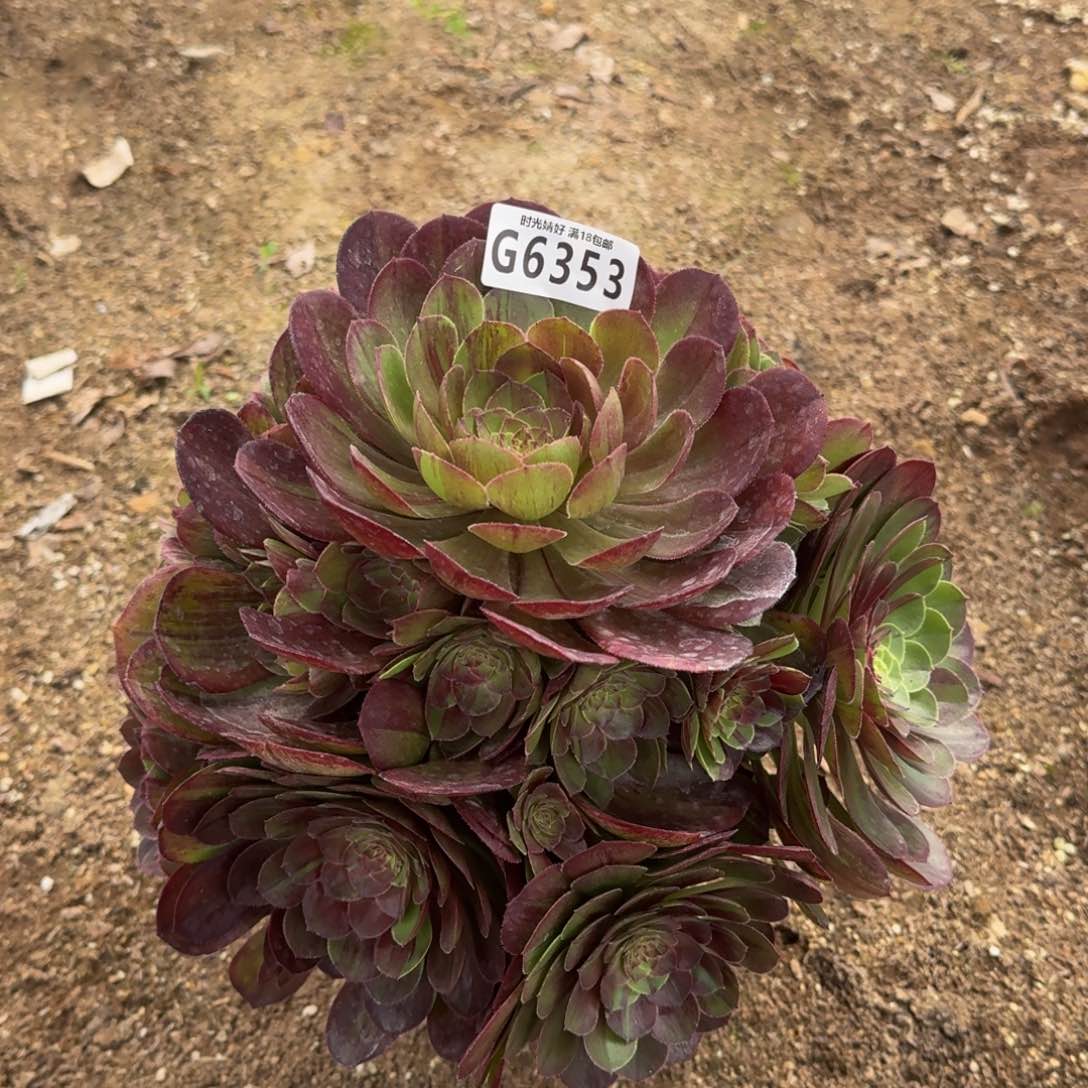 6353花月夜多肉葡萄