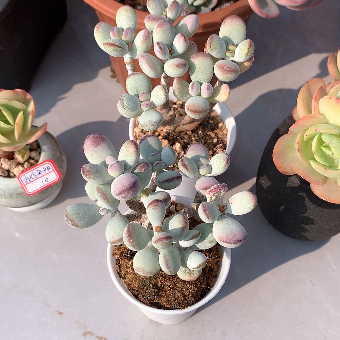 福娘多肉植物两颗