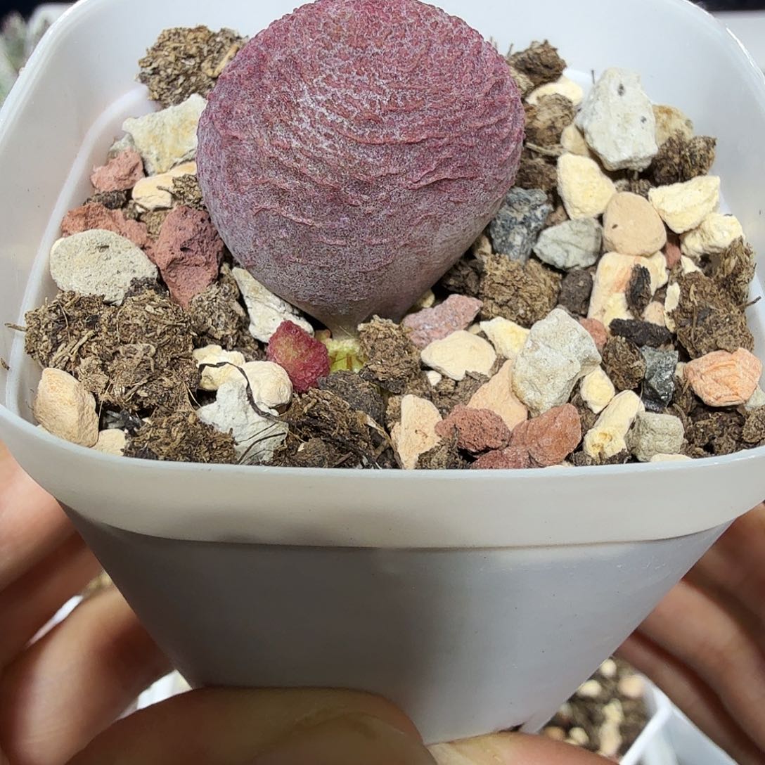 服部水泡多肉植物