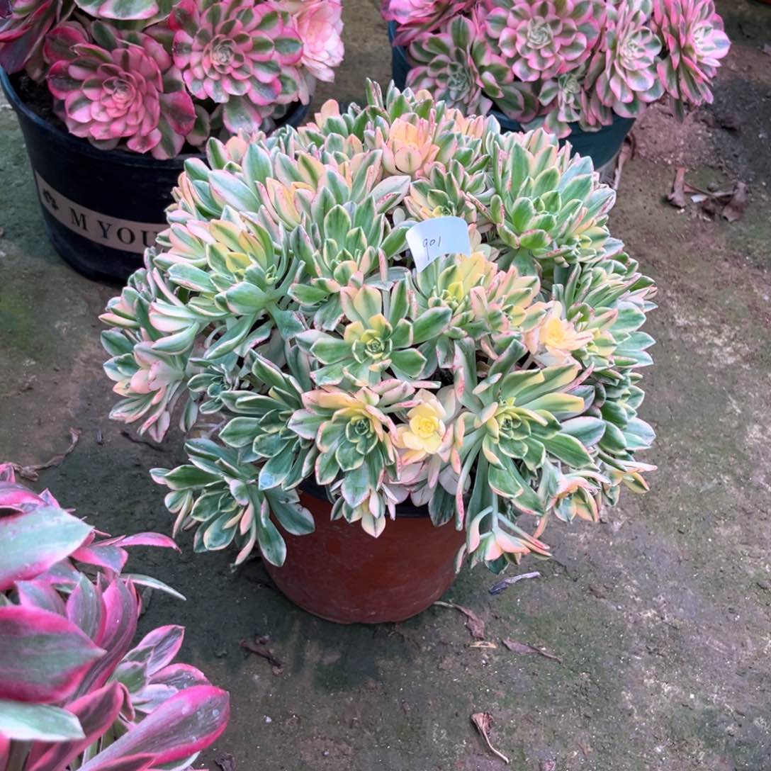 多肉植物甜茶901