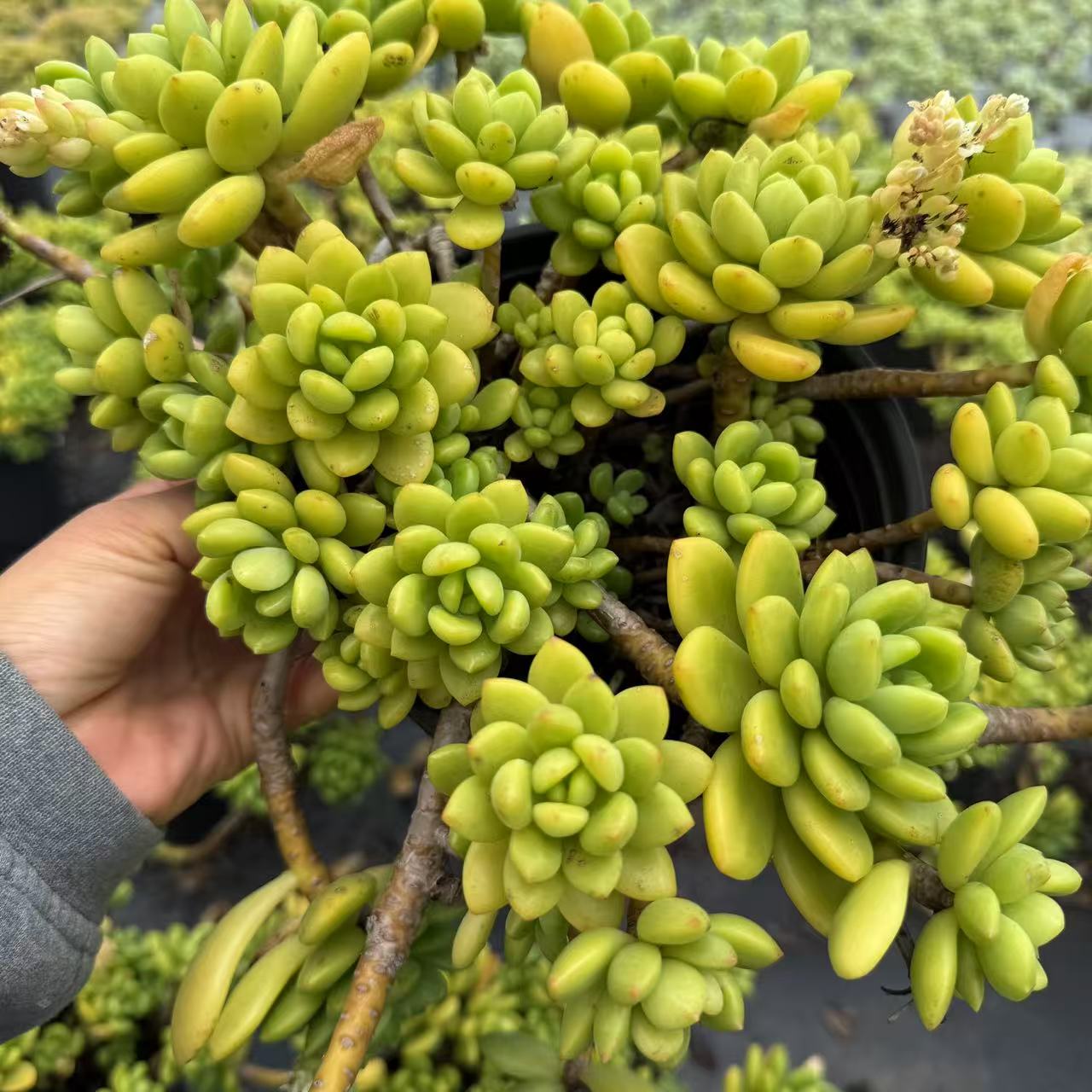 云漫多肉 盆栽香水春萌 18cm盆 多肉植物