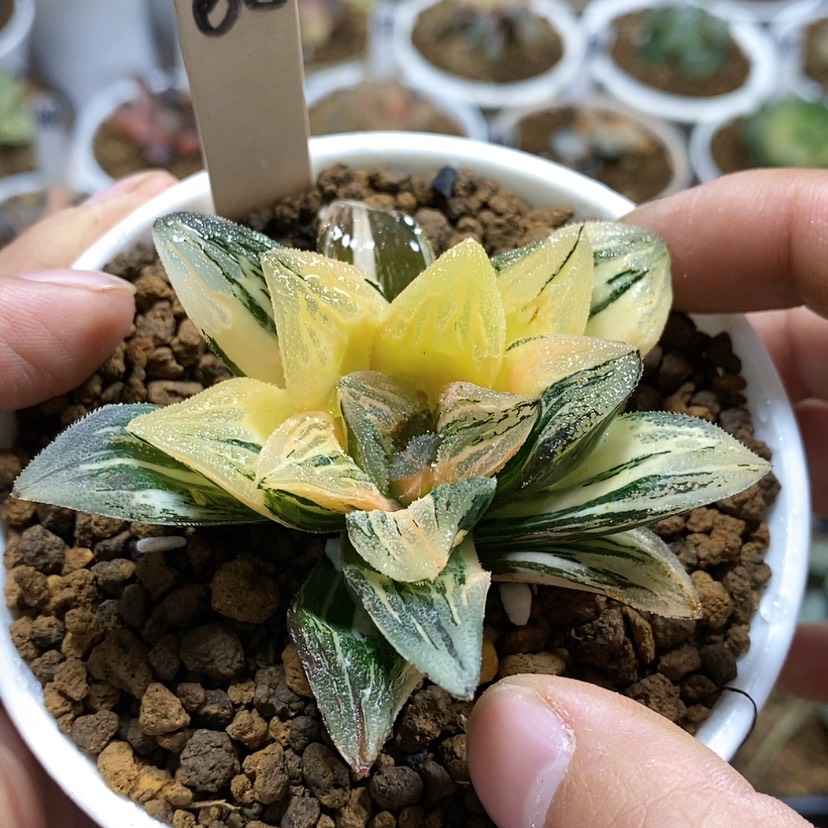 【闪购商品】66毛蟹