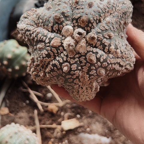 2534瑕疵海星兜嫁接的