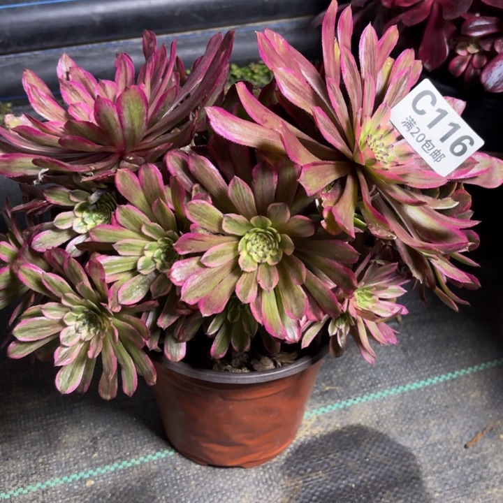 瑞妈一物一拍116