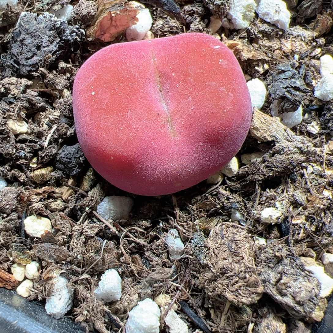 【闪购商品】266 水蜜桃