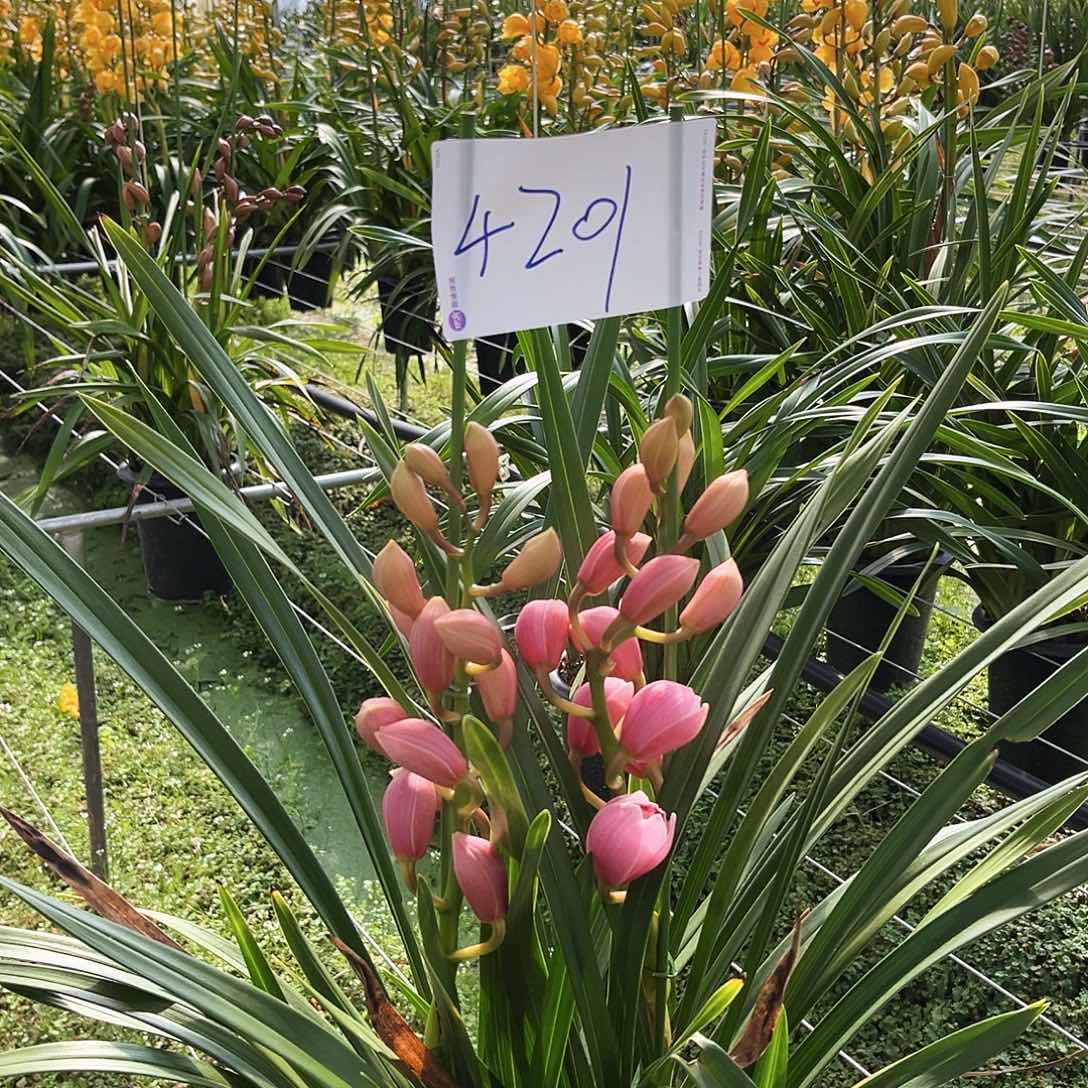 当前无花栽培后可以开花福娘