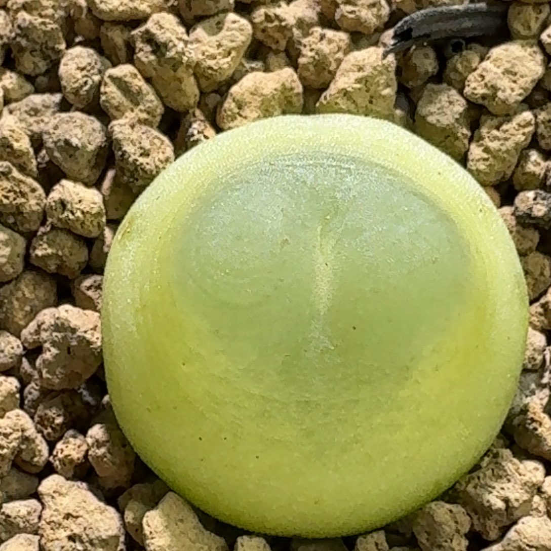 12-11-110特价带盆土1473.18