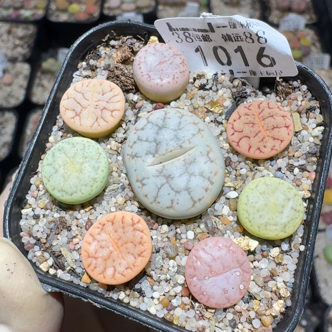 Zzz小黄车里捡漏啦1016