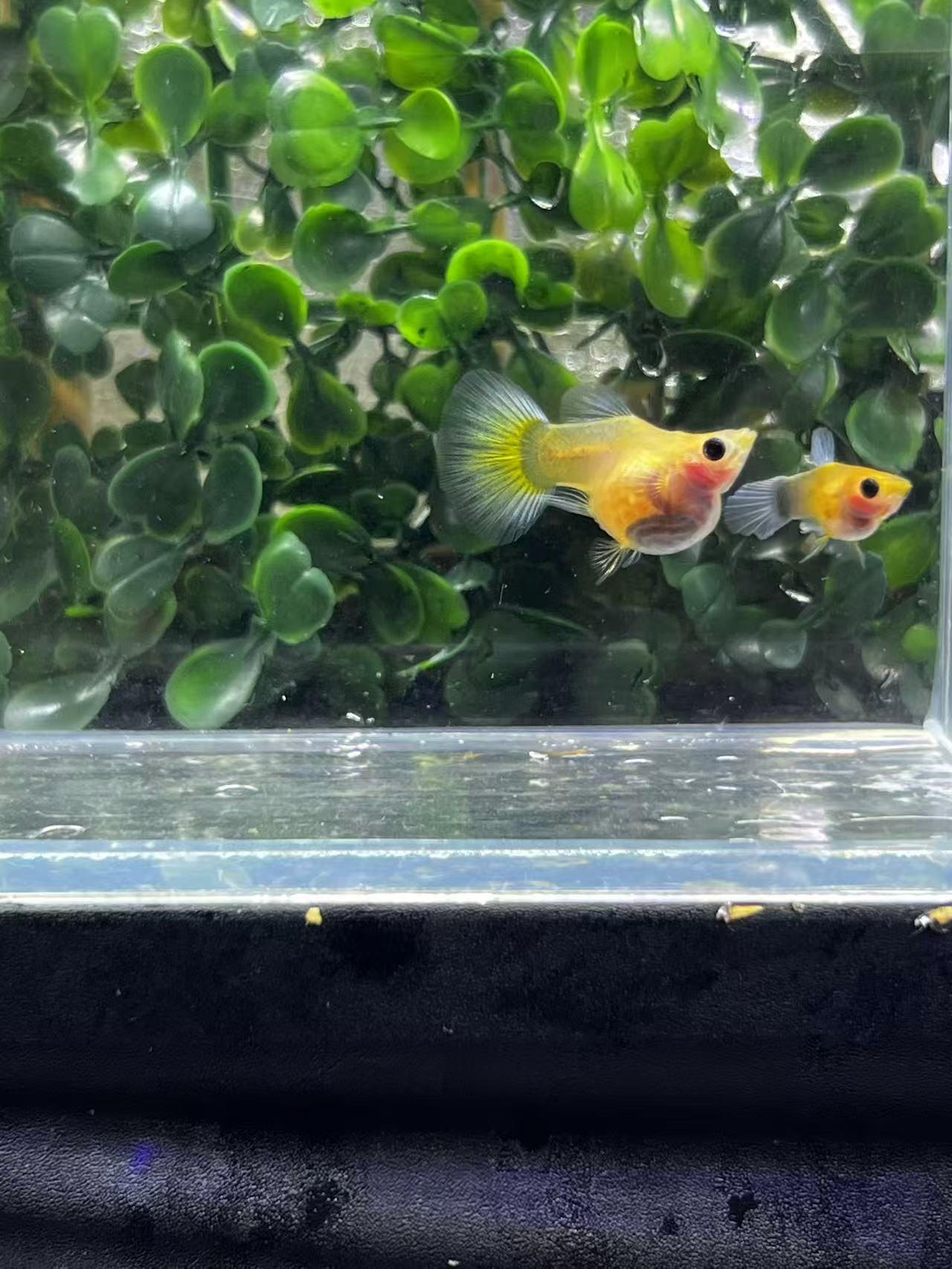 诺言精品孔雀鱼《乱拍发练手鱼》