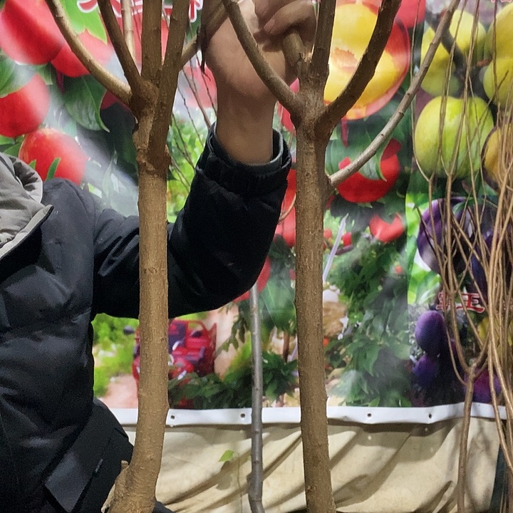 李子树峰糖李子树苗两棵