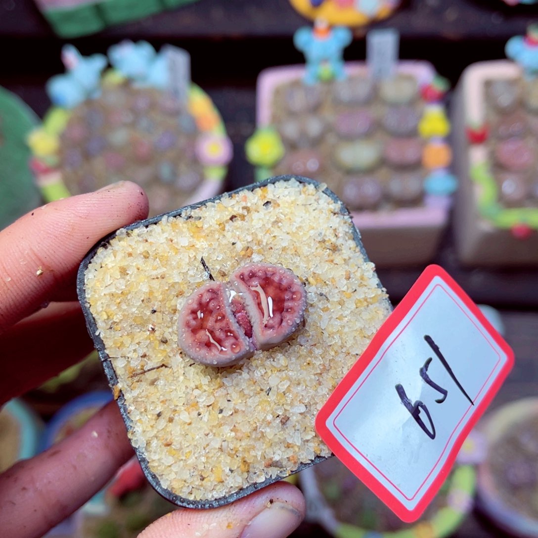 651生石花带盆发1