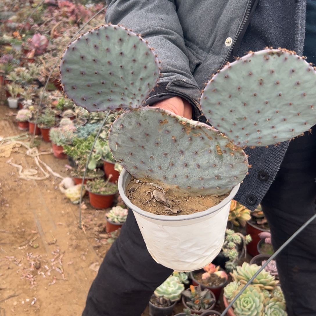 多肉植物多肉植物