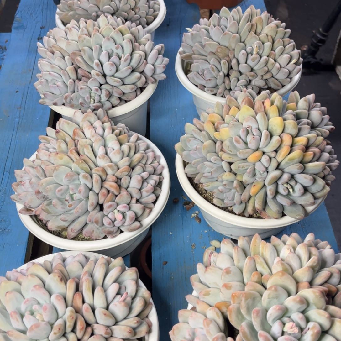 小雨多肉一物一拍香水