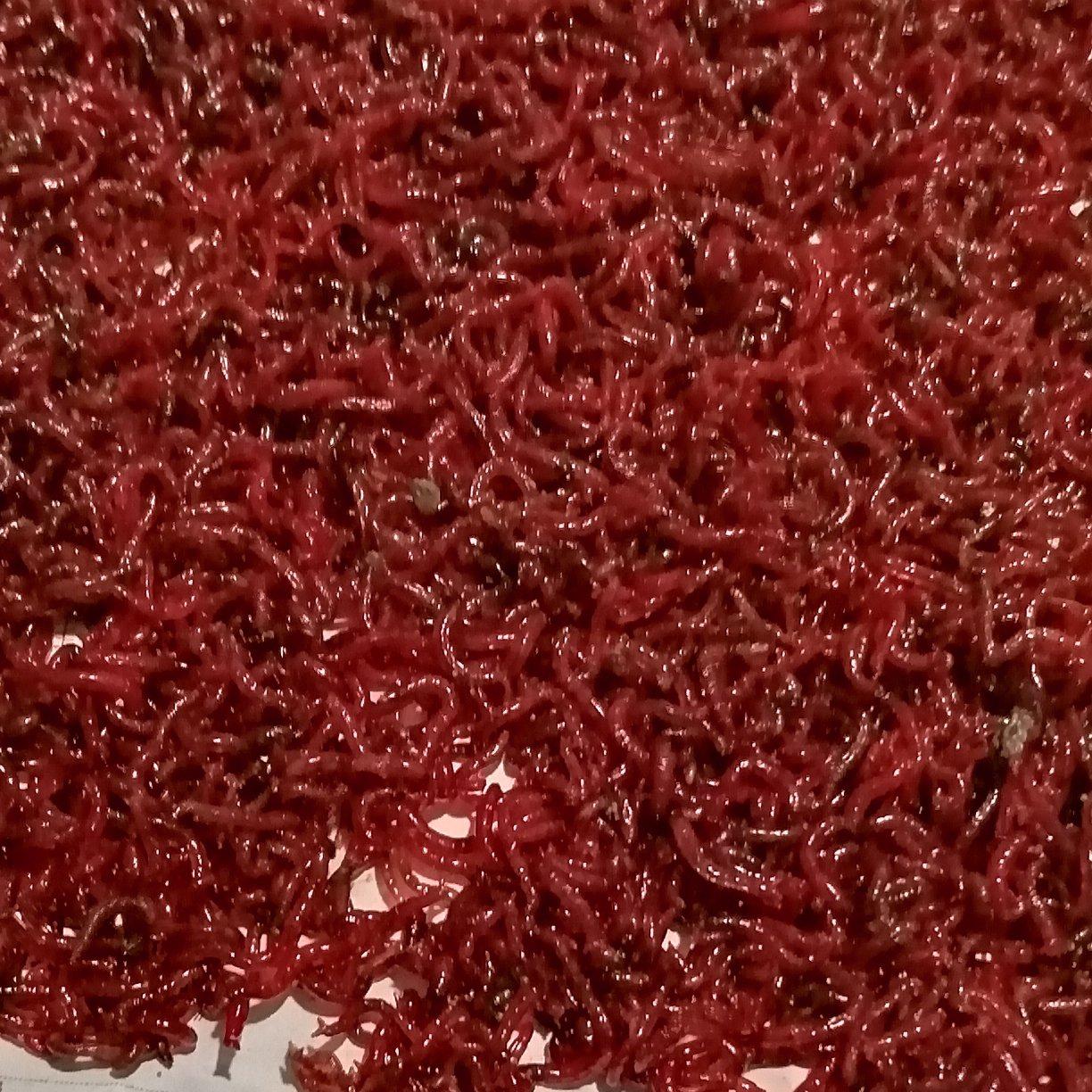 天津大号公红虫红虫活体活饵拉饵用于野钓黑坑冬季钓鱼红虫活饵