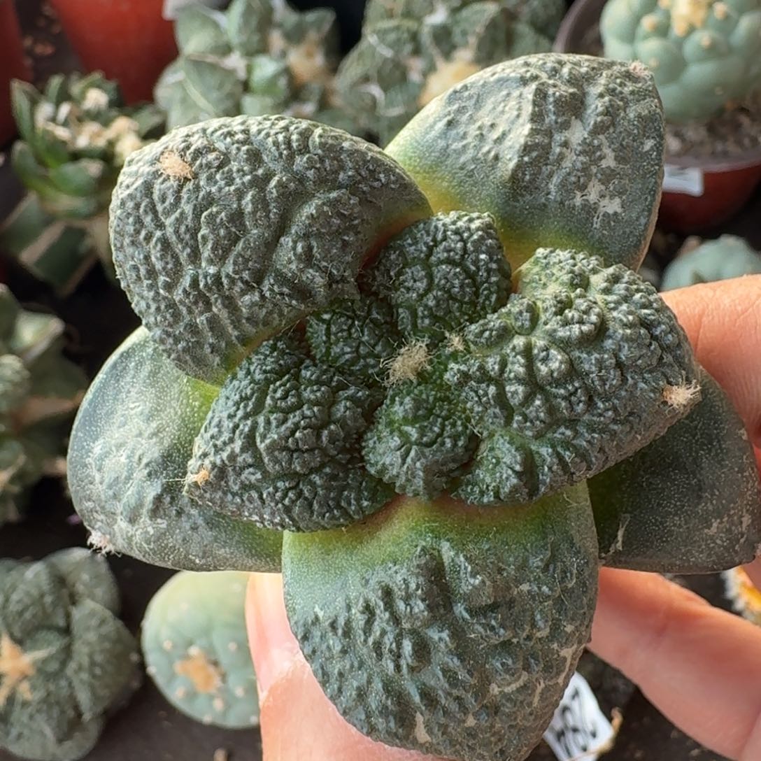 【闪购商品】大尤连山787