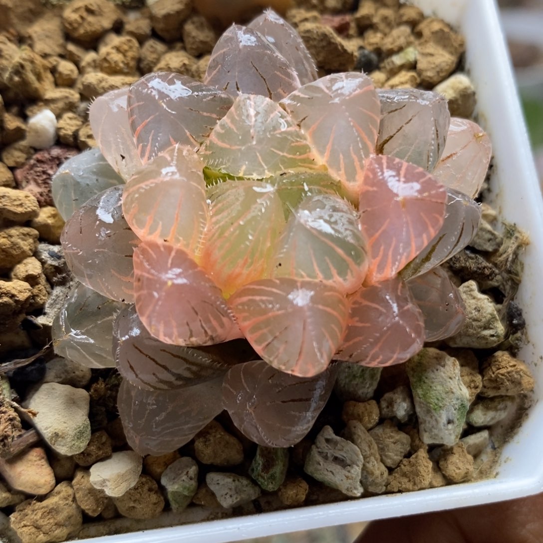 903紫镜玉露锦一物一拍