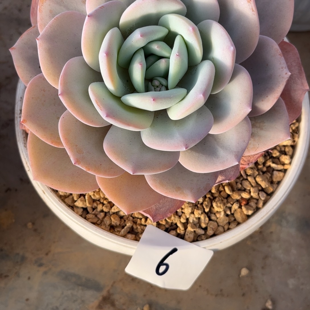 粉***砌12.29-6奶茶大单头