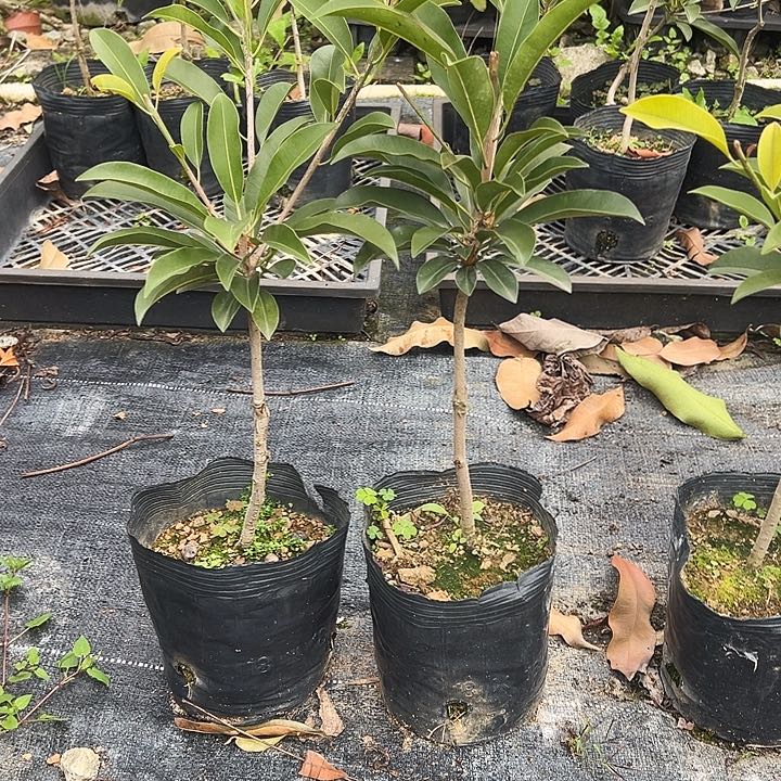 百****厂133445566666666