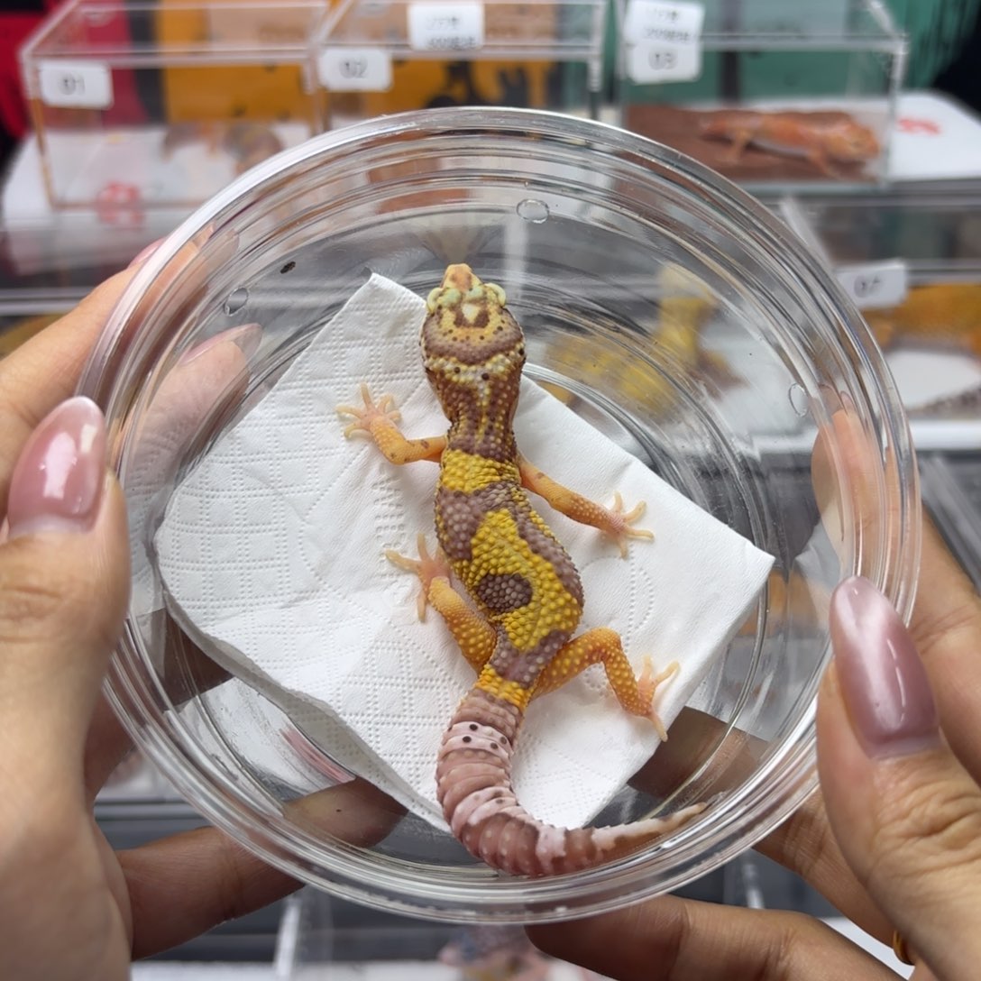 豹纹守宫贝尓暴龙 妹妹 V006