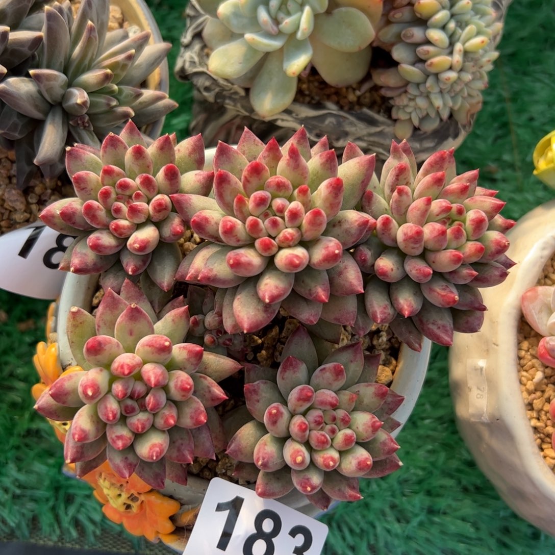 183 二代虞多肉满38包邮