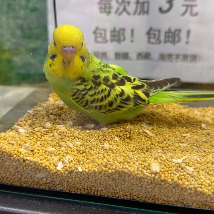 虎皮鹦鹉大头虎皮鹦鹉