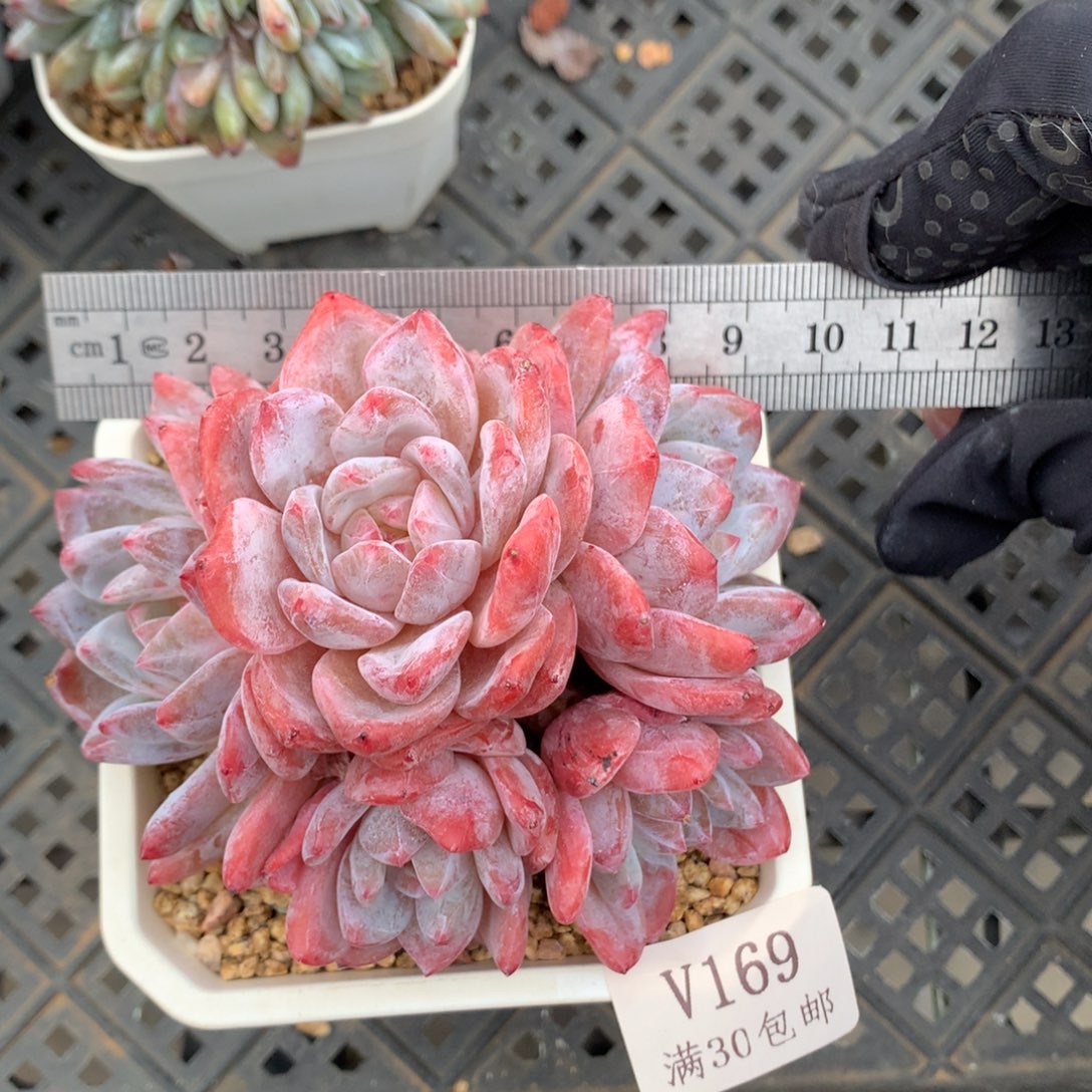 169。老桩整群韩橙五头。