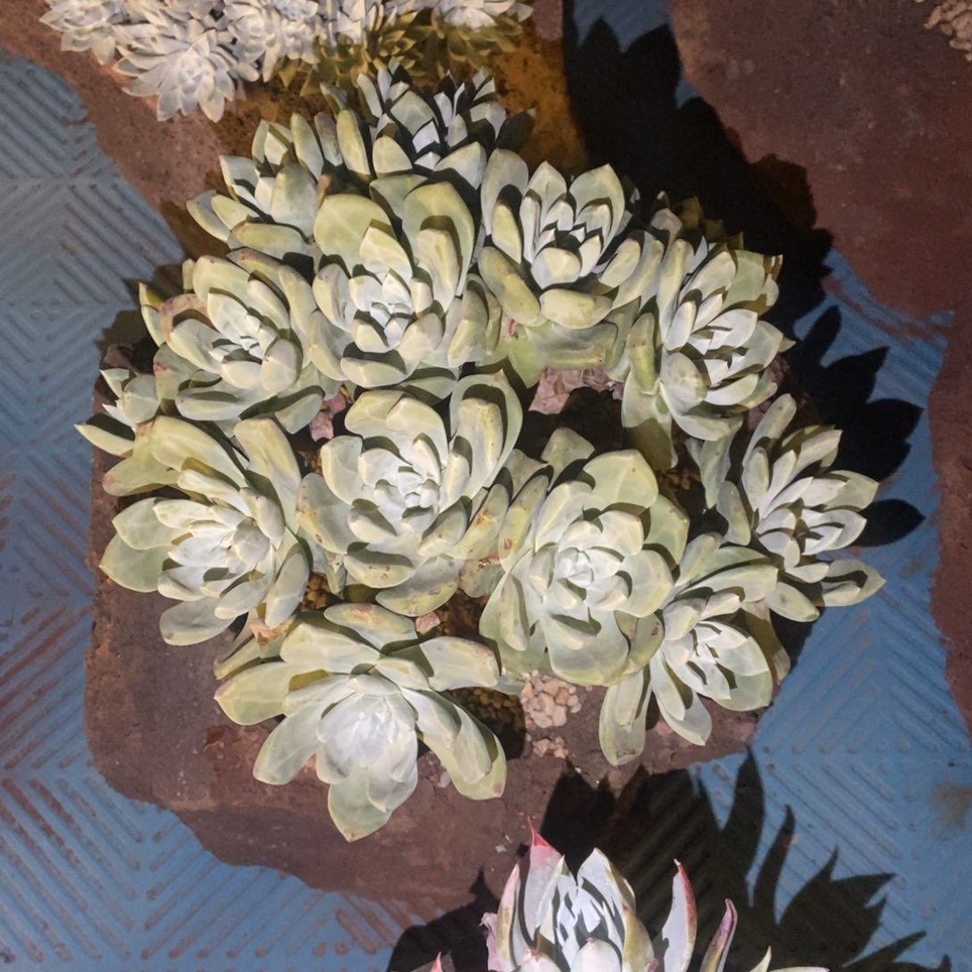 绿底帕翠莎多肉植物