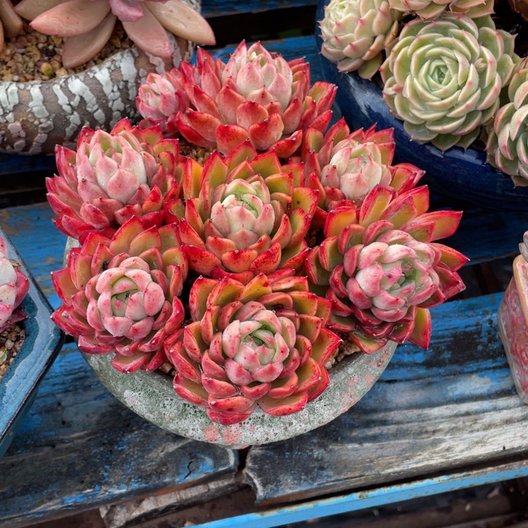 豆总多肉东云优选