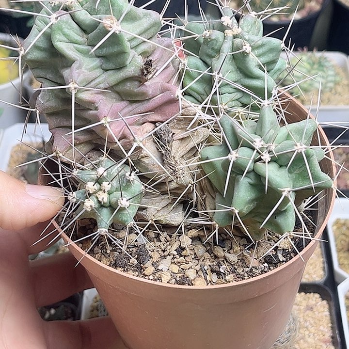 少刺篝火虾实生0000