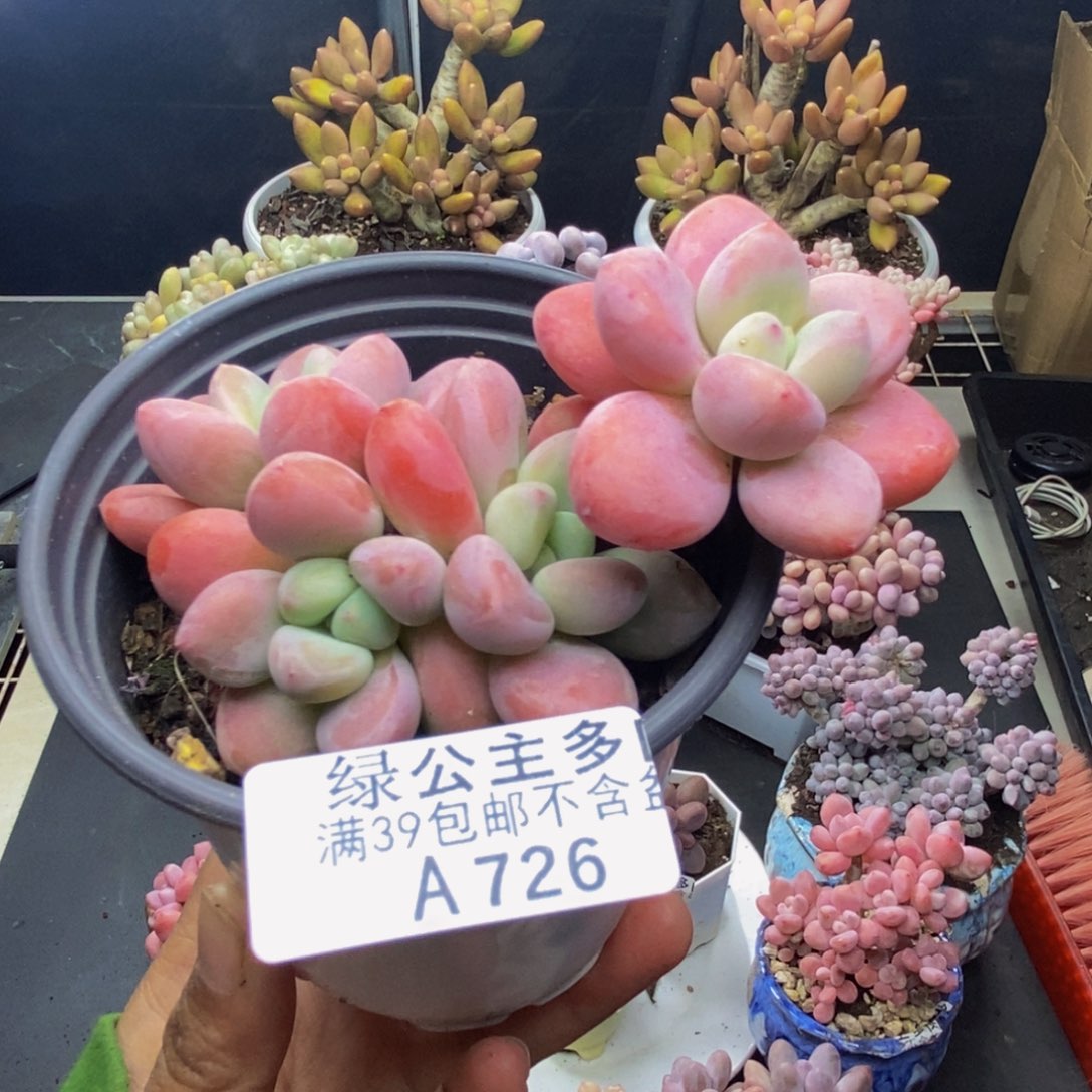 726樱花洛神多肉7c m