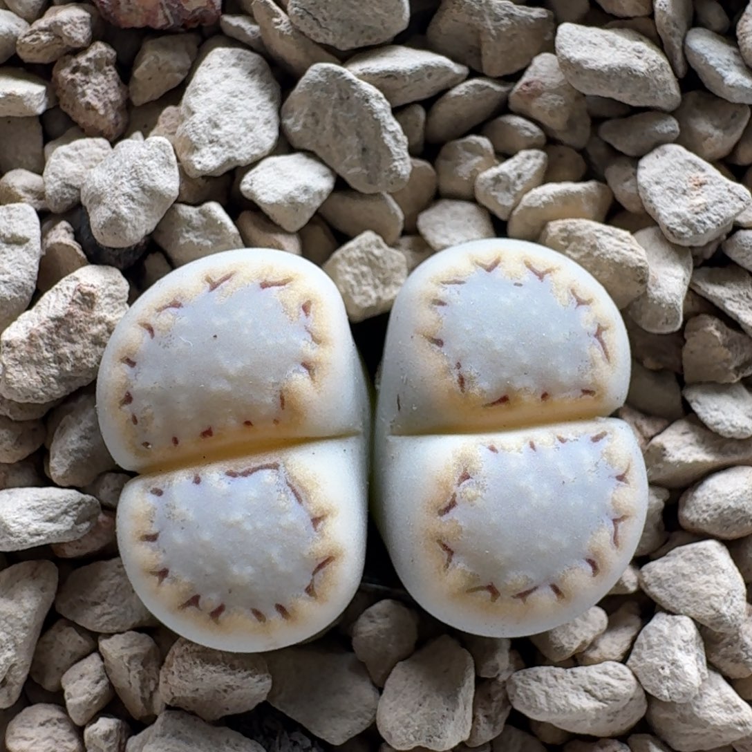 煮***茶0104-013饼干饼干