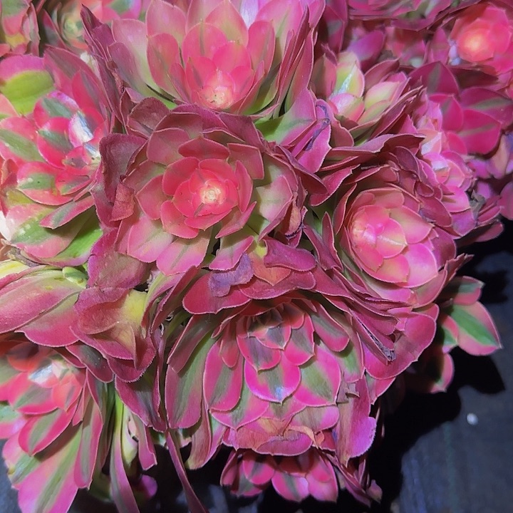 精品粉女巫老桩亏本福利