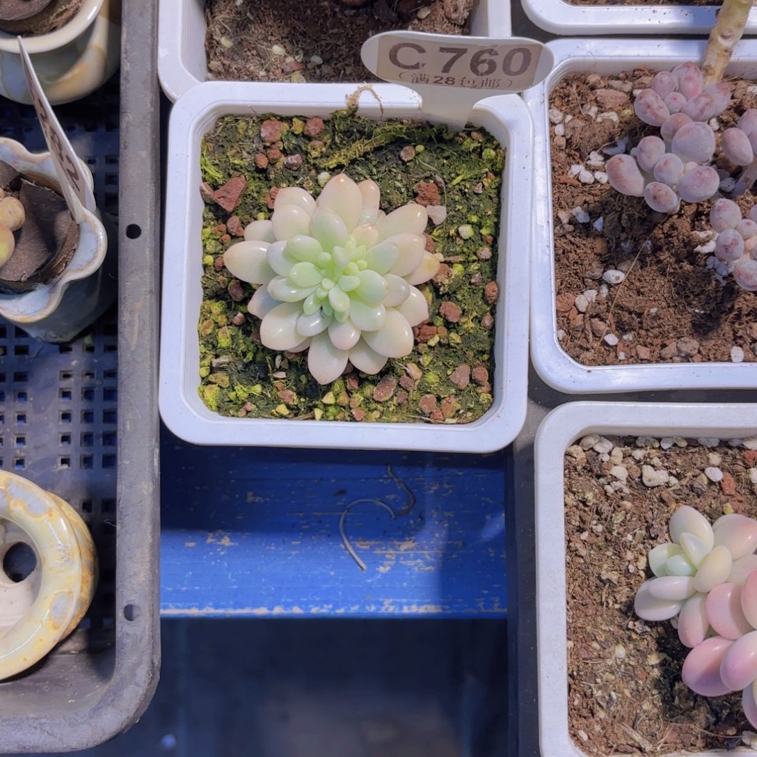 C760鱼子酱锦一物一拍