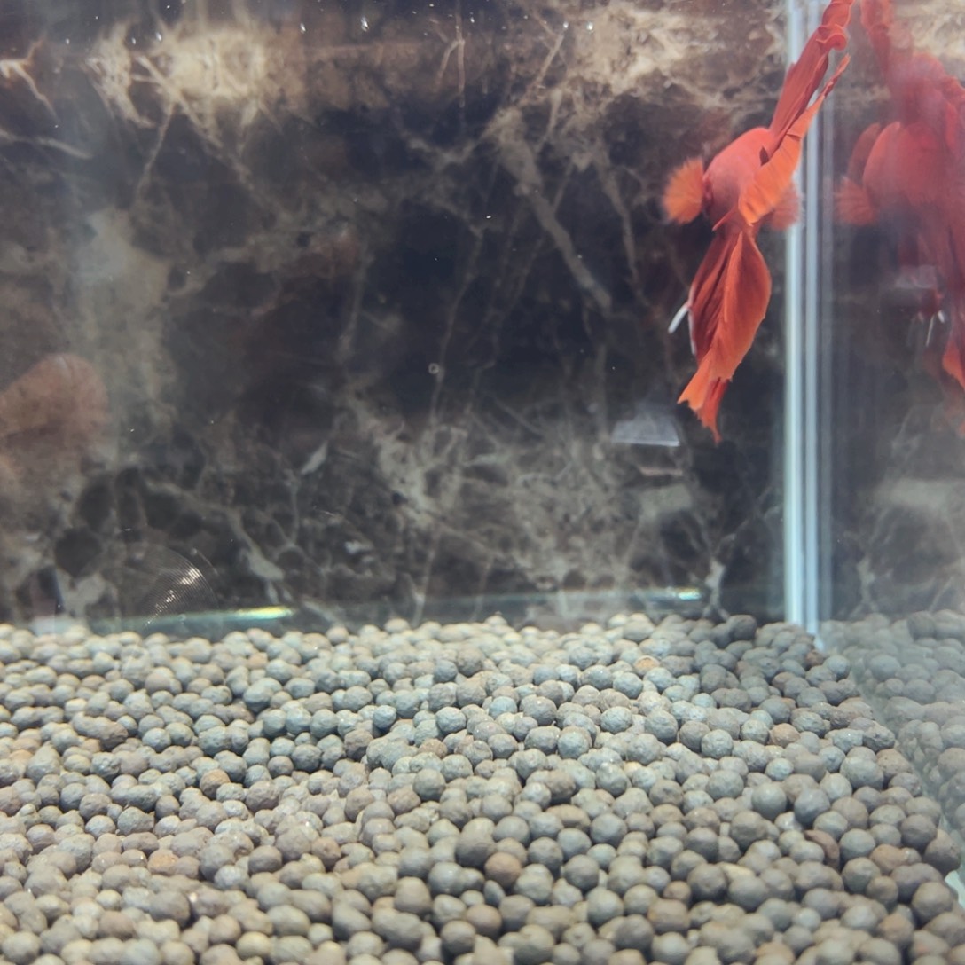 海水鱼哦嗷嗷嗷嗷嗷嗷上课上课上课呢