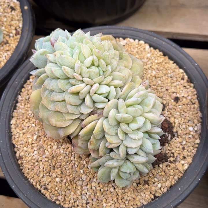 劳林 缀化 夏鸣园艺