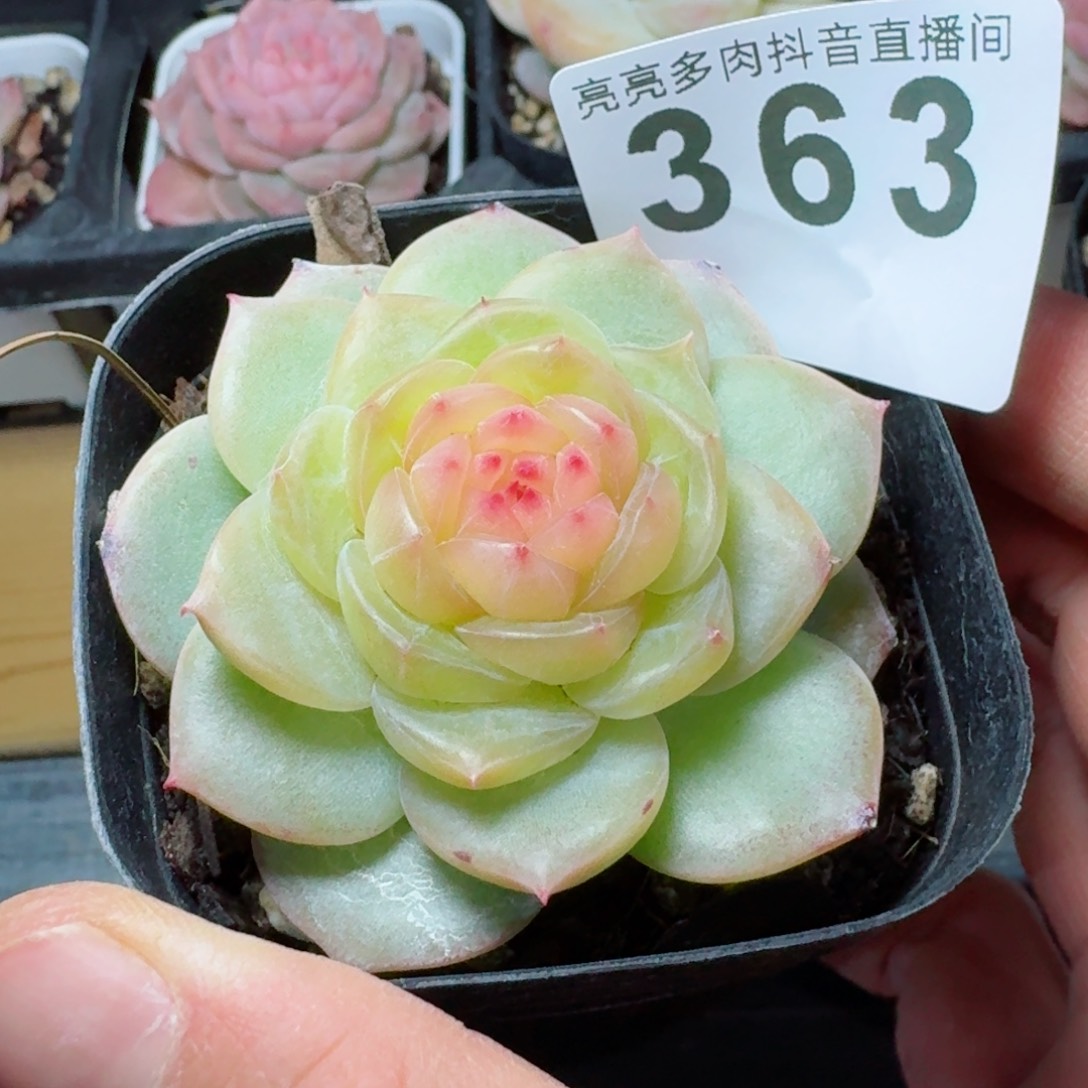 小家碧玉         精品多肉