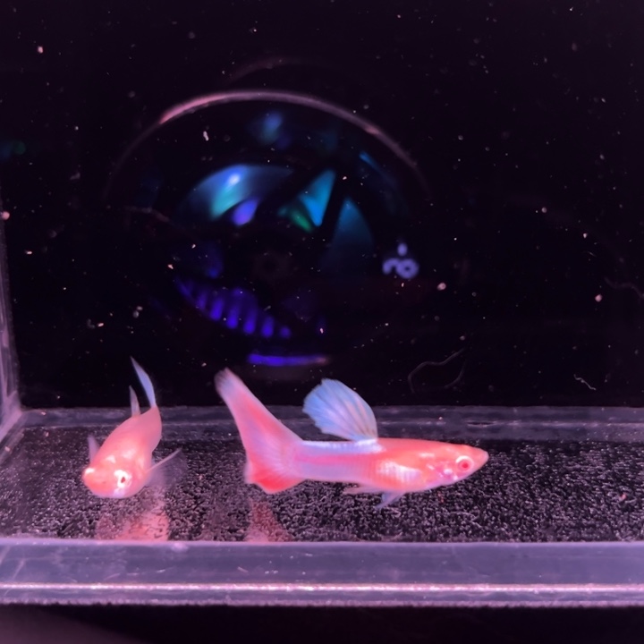 孔雀鱼天使彩虹1对