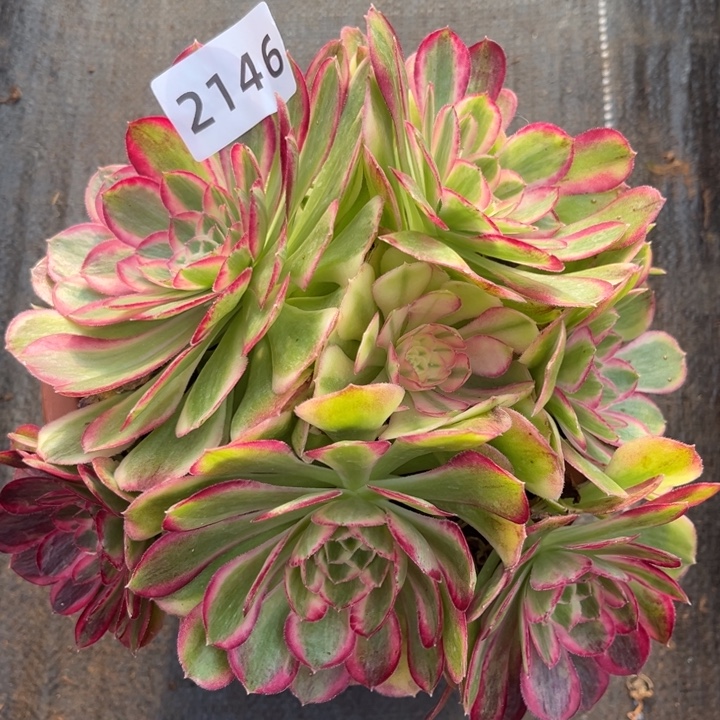 新品孔雀翎特价多肉