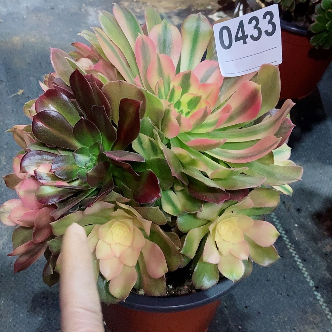 红陶0433红袖3多肉阴阳