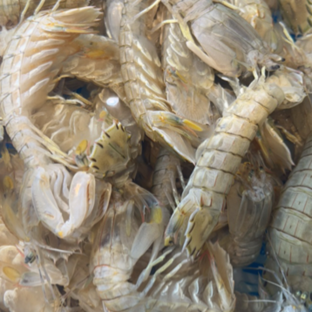 虾爬子全活3斤 保鲜活