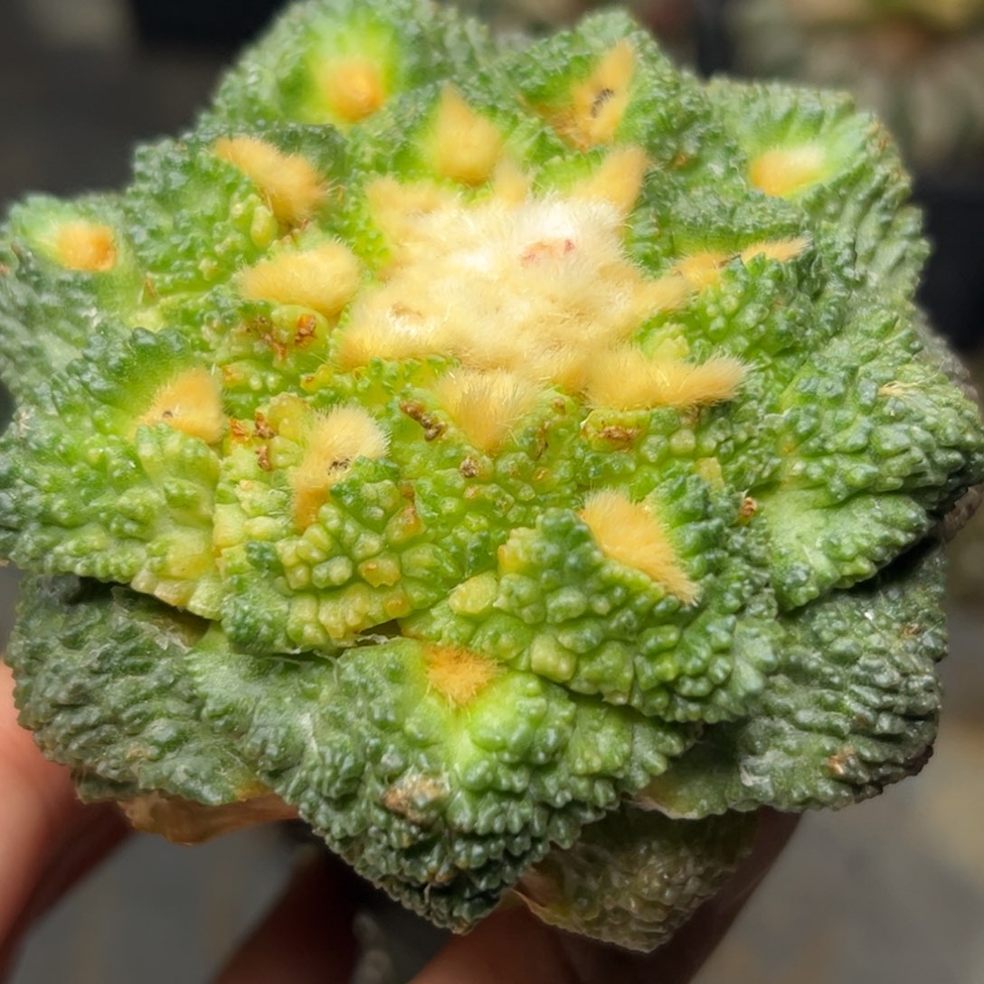 621 散斑龟甲锦 仙人球