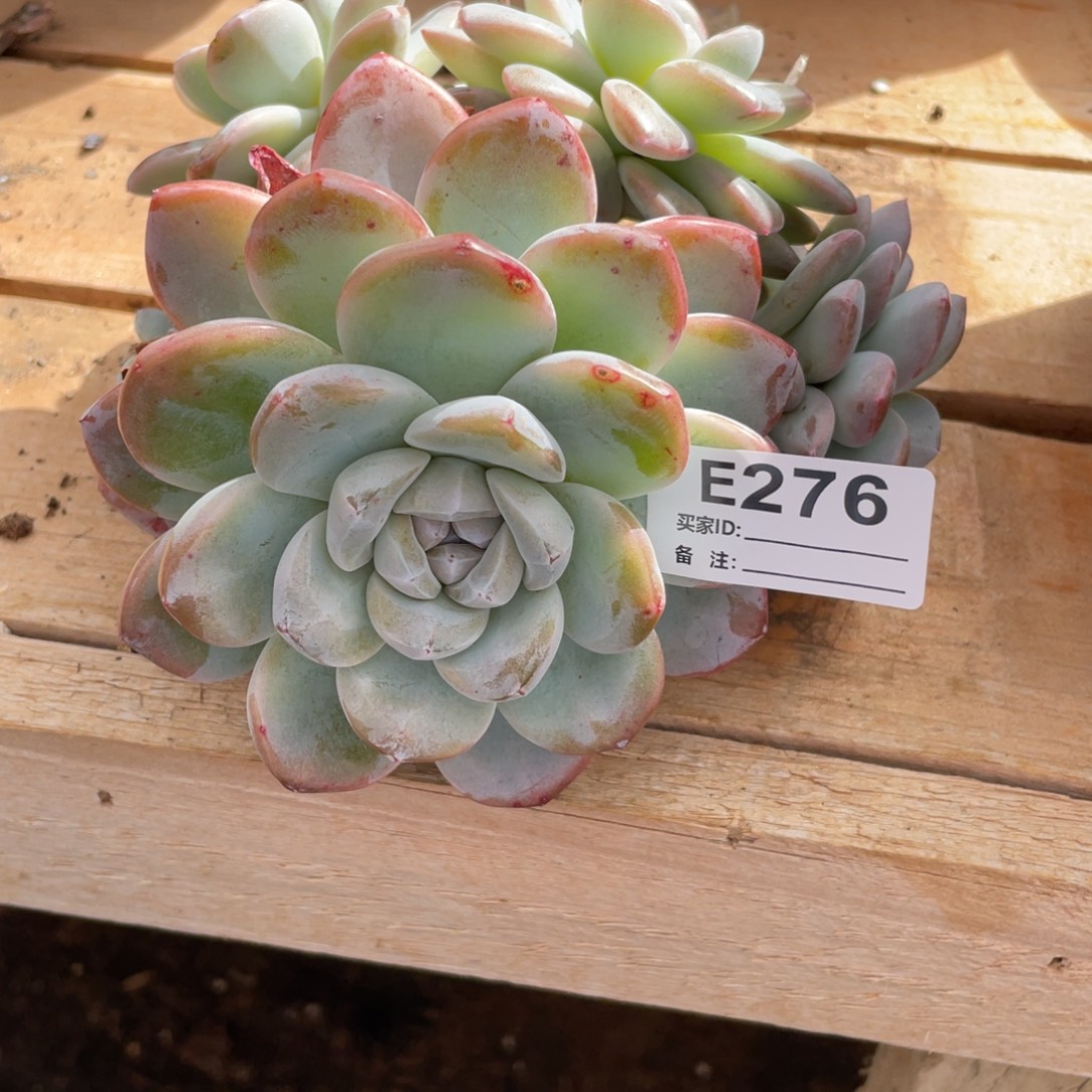 无花朵若如东云单拍E276